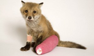 injuredfox